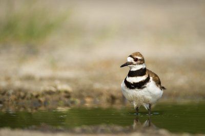 Pluvier kildir -- Killdeer