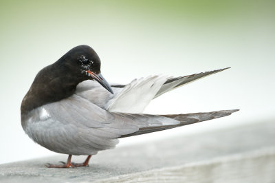 Guifette noire -- Black Tern