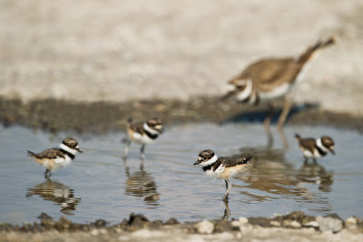 Pluvier kildir -- Killdeer