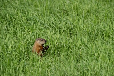 Marmotte