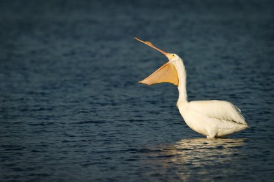 Pélican blanc -- Great white pelican