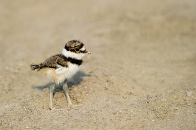 Pluvier kildir -- Killdeer