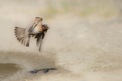 Hirondelle à front blanc -- Cliff Swallow
