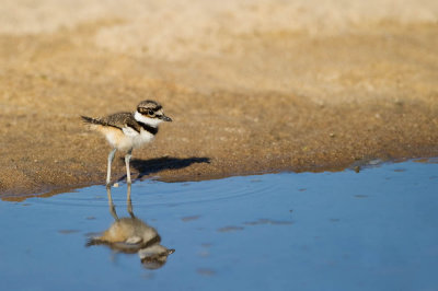 Pluvier kildir -- Killdeer