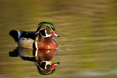 Canard Branchu, mâle -- Wood Duck, male