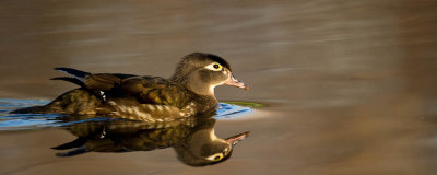Canard Branchu, femelle -- Wood Duck, female