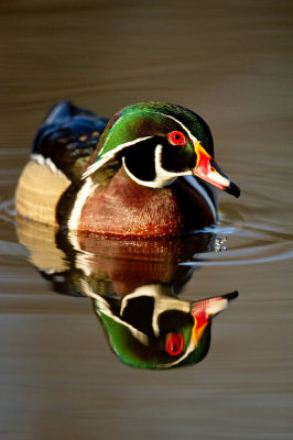 Canard Branchu, mâle -- Wood Duck, male