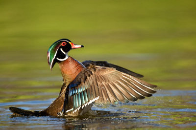 Canard Branchu, mâle -- Wood Duck, male