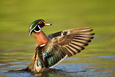 Canard Branchu, mâle -- Wood Duck, male