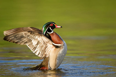 Canard Branchu, mâle -- Wood Duck, male