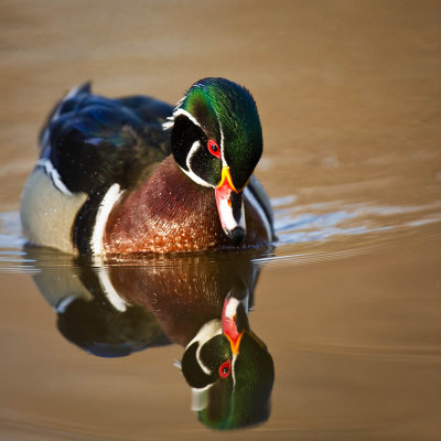 Canard Branchu, mâle -- Wood Duck, male