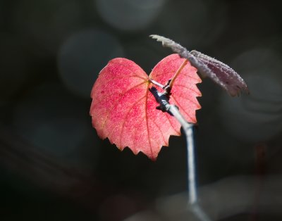 _DSC5958-c.jpg