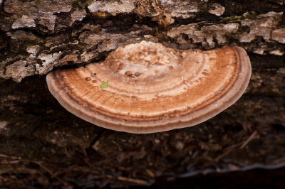 _DSC5981.jpg