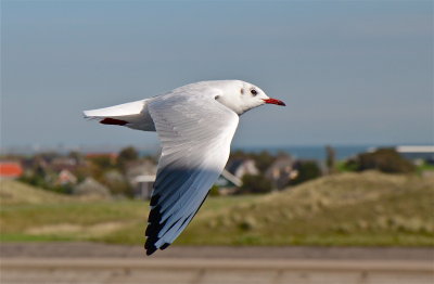 texel_island_the_netherlands