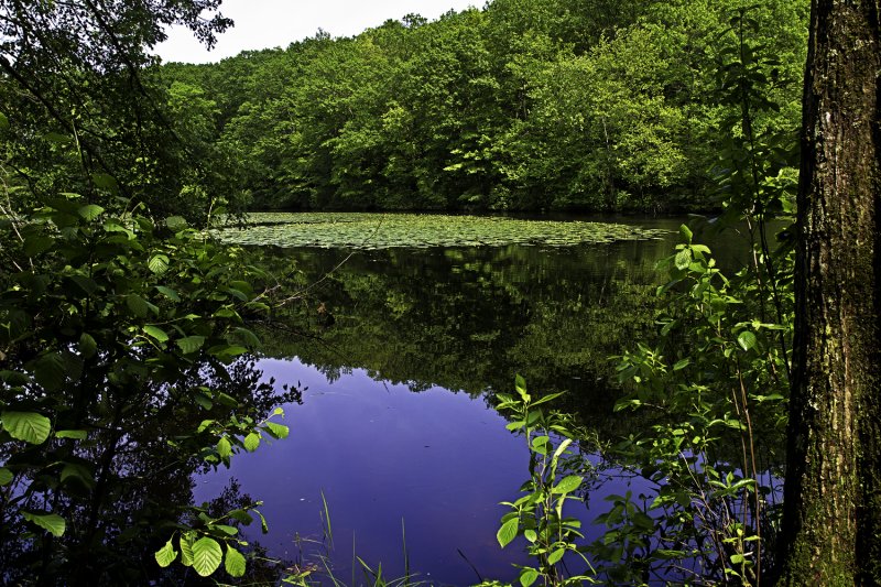 Lily Pond