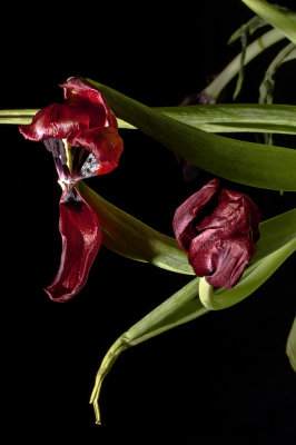 Dying Tulips