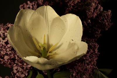 Tulip and Lilacs