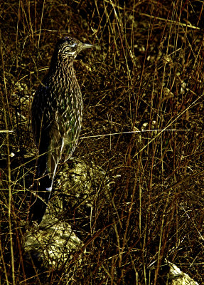 Well-Camouflaged Road Runner