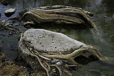 Rock and Root