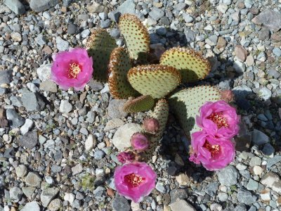 Beavertail Cactus