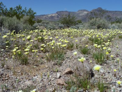 Desert Dandelion