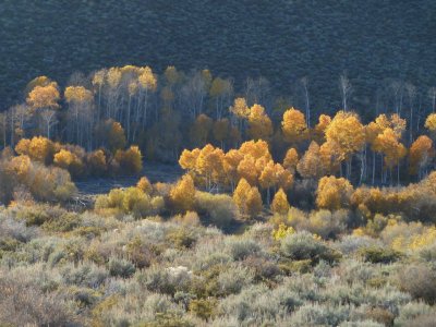 Aspens in the Shadows