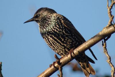 DSC_0806 starling.jpg