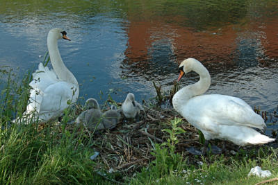 Swans A.jpg