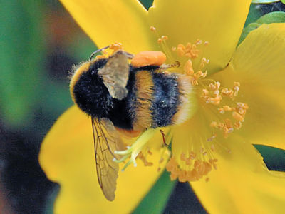 Bee net 2.jpg