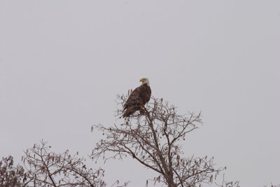 Reelfoot Lake