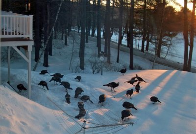 22 turkeys.jpg