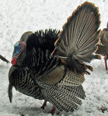 2011_turkeys