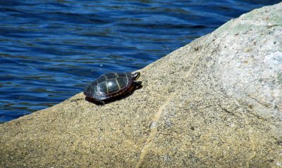 turtle on rock.jpg