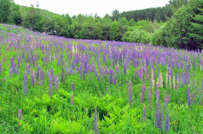 lupines_around_sugar_hill