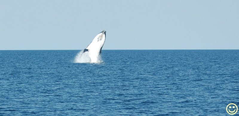 Raw00190 breaching Humpback.jpg