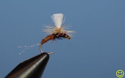 Sharpies Thredbo emerger. Tied by Keith Collicoat.
