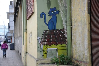 Gato azul Temuco Chile.jpg