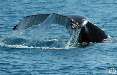 Raw00122 Exmouth whale tail.jpg
