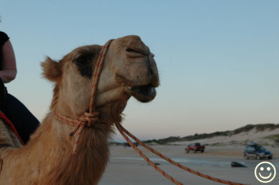 Raw00479 camel closeup.jpg