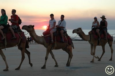 Raw00487 camels at sunset.jpg