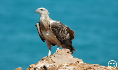 DSC_8747 White-breasted sea eagle.jpg