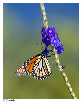 _B3L0460-Butterfly-lou.jpg