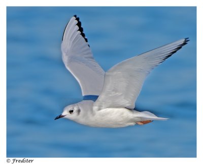 _B3L3381-Bonaparte-Gull-20.jpg
