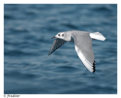 _B3L3384-Bonaparte-Gull-2.jpg