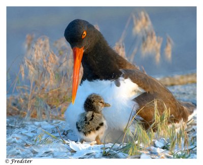 _B3L2431-new-born-w.jpg