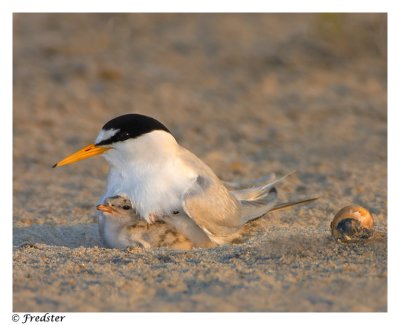 _B3L3077-TERN-17-W.jpg