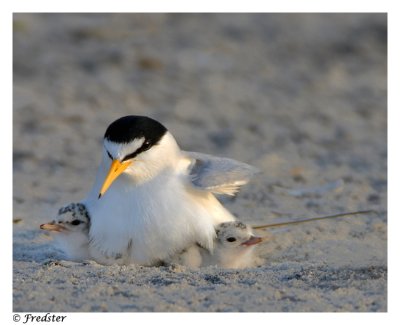 _B3L3102-tern-19-ww.jpg
