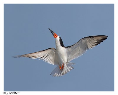 _B3L3908-2-flight-3-20x.jpg