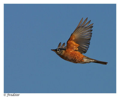_B3L4274-robin-20-bird-2.jpg