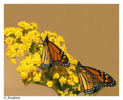 _B3L9261-butter-2-ww.jpg